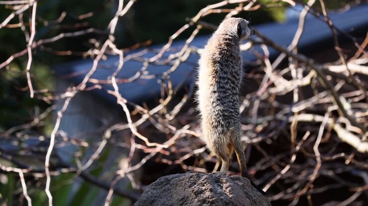 A meerkat stands vigilant on a rock