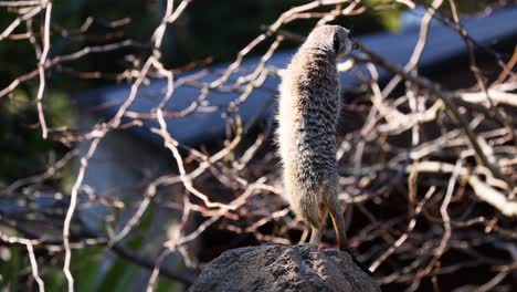 a meerkat stands vigilant on a rock