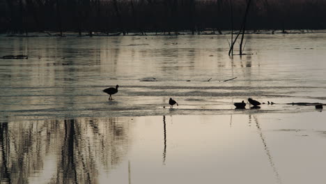 slow walking duck on a frozen pond in winter backlit by a winter sunset. natural evironment in a nature reserve. high quality 4k footage