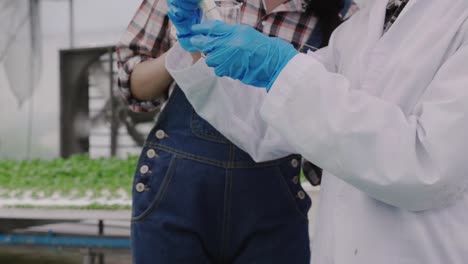 4k cámara lenta: los investigadores agrícolas están aconsejando a los agricultores asiáticos que cultiven verduras hidropónicas en un vivero cerrado que cumpla con las normas internacionales. harán un buen producto para exportar para vender