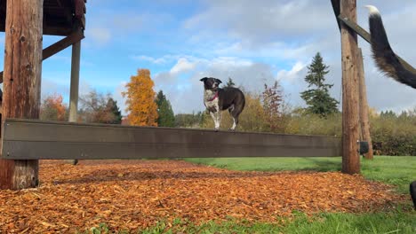 Hunde-Spielen-Frisbee-Im-Grasbewachsenen-Park