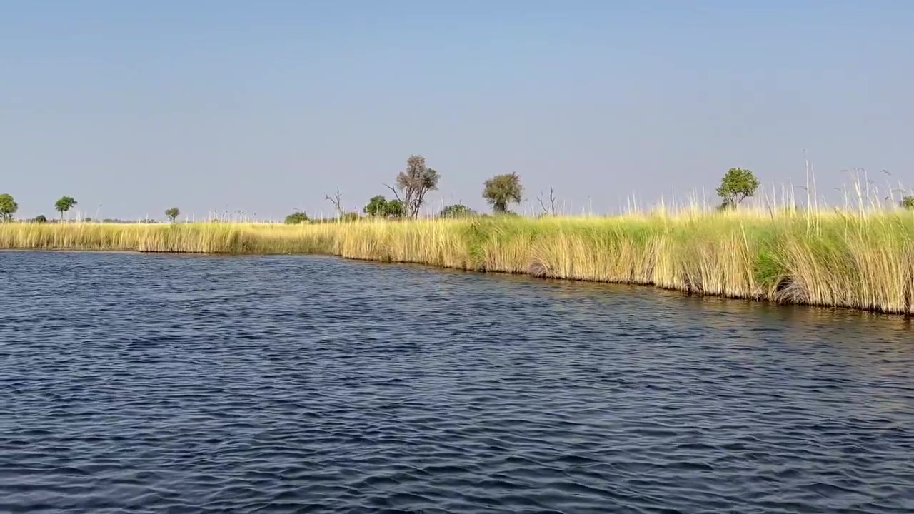 View from a moving boat in Xakanaxa Lagoon in Moremi Game Reserve. Okavango Delta, Botswana.