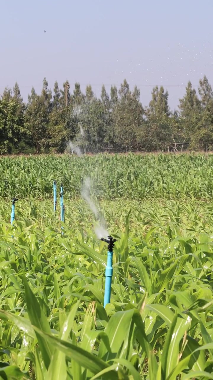 Irrigatori rotanti innaffiano colture di mais verde sotto la luce intensa del sole in un campo agricolo rurale