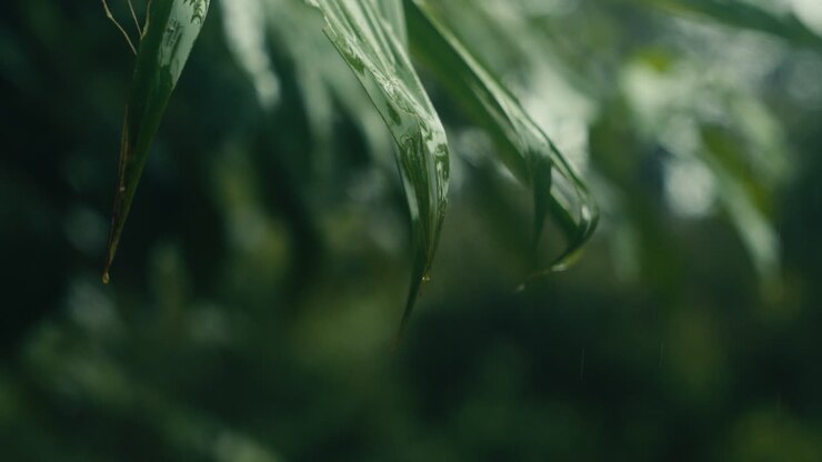 Close-up of leaves in the rain
