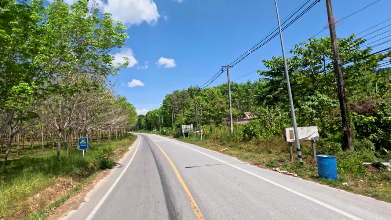 Sunny daytime drive along quiet rural road, lush rubber trees, vibrant greenery, smooth camera movement
