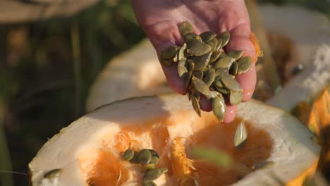 close-up view of pumpkin seeds being extracted from a field harvest by a local farmer