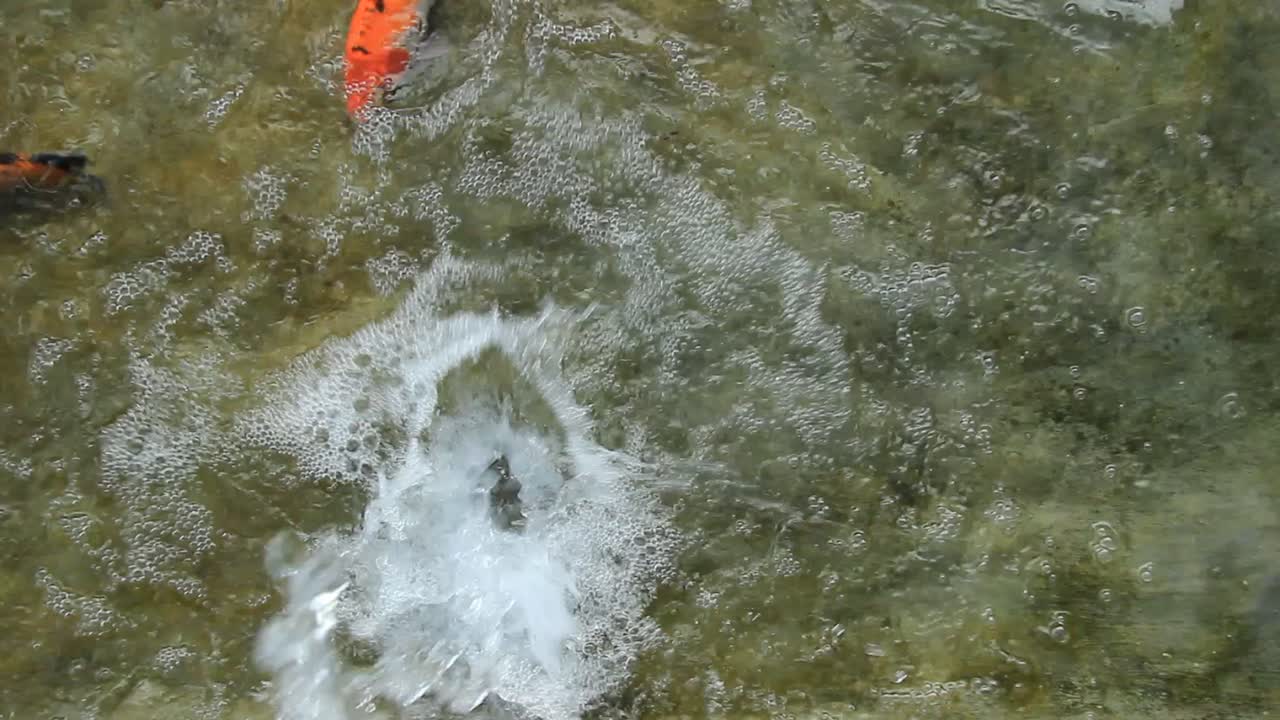 una colección de peces koi en un estanque claro y entrecortado