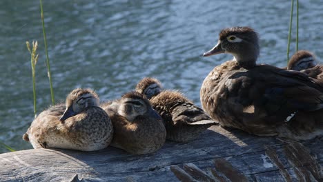 pato de madera con lindo patitos siesta en un tronco soleado por el flujo de agua del río