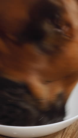 brown dog eats leftover food licking white bowl while standing on wooden kitchen table. hungry pet finishes meal at home before walk close view
