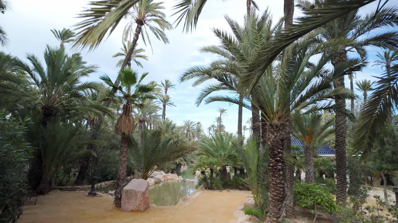 L'immagine mostra El Palmeral di Alicante, in Spagna, con un palmeto, un laghetto e un terreno sabbioso