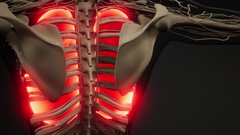 human lungs radiology exam