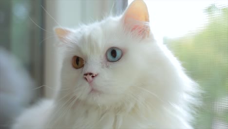 un gato doméstico con heterocromía completa. un gato blanco con ojos de diferentes colores está sentado junto a la ventana.