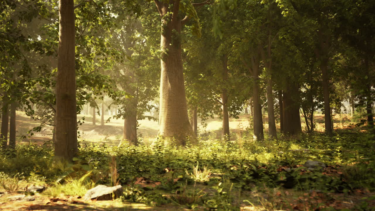 빛이 비치는 숲길