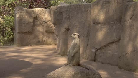 Meerkat-Observa-Los-Alrededores-Desde-Lo-Alto-De-La-Roca-Del-Recinto-Del-Zoológico,-Toma-De-Mano