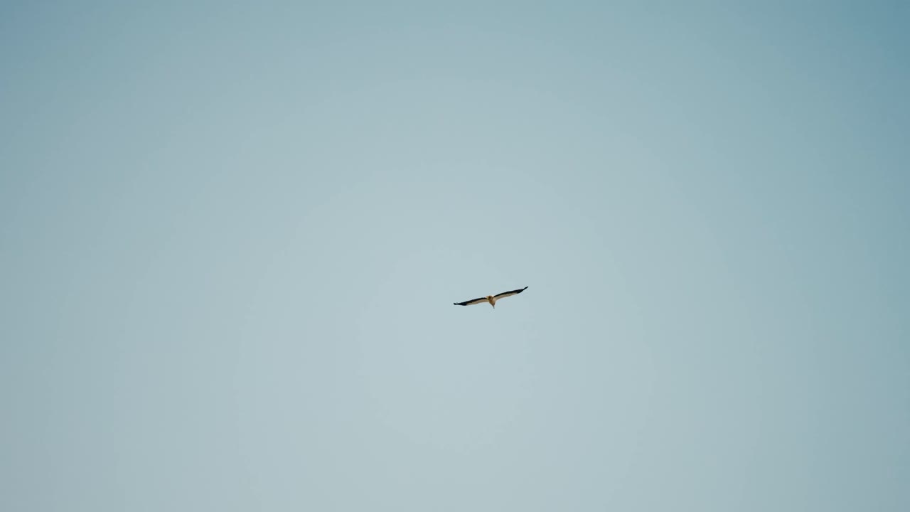 Graceful seagull soaring through a serene blue sky