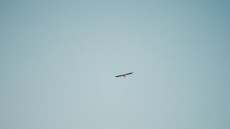 Elegante-Gaviota-Volando-A-Través-De-Un-Sereno-Cielo-Azul