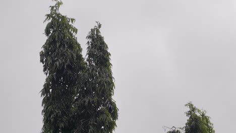 árboles meciéndose suavemente con la brisa contra un cielo gris nublado