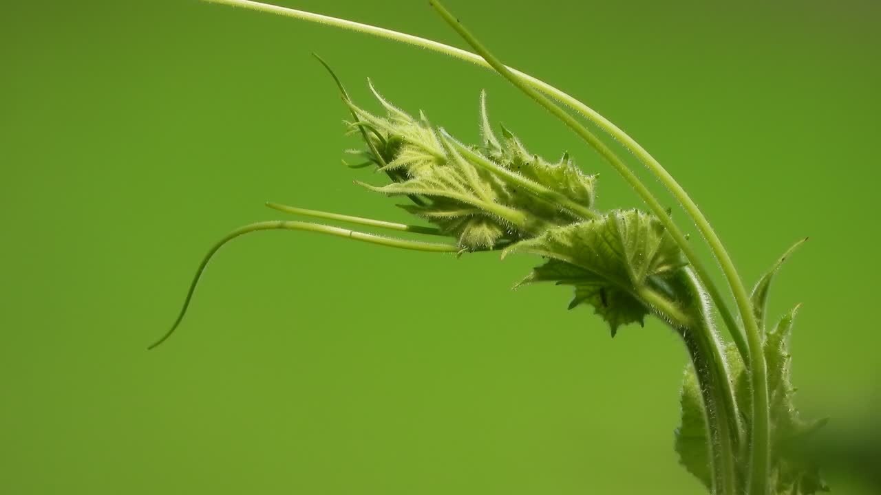 hermosa hoja verde - el viento