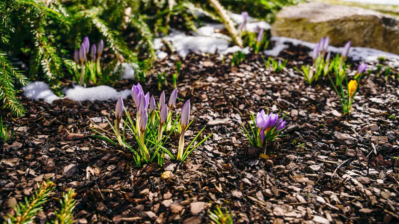 Musim dingin mencair. Selang waktu bunga musim semi awal mekar menembus salju di hari yang cerah. Close-up bunga crocus mekar menembus salju yang mencair di taman