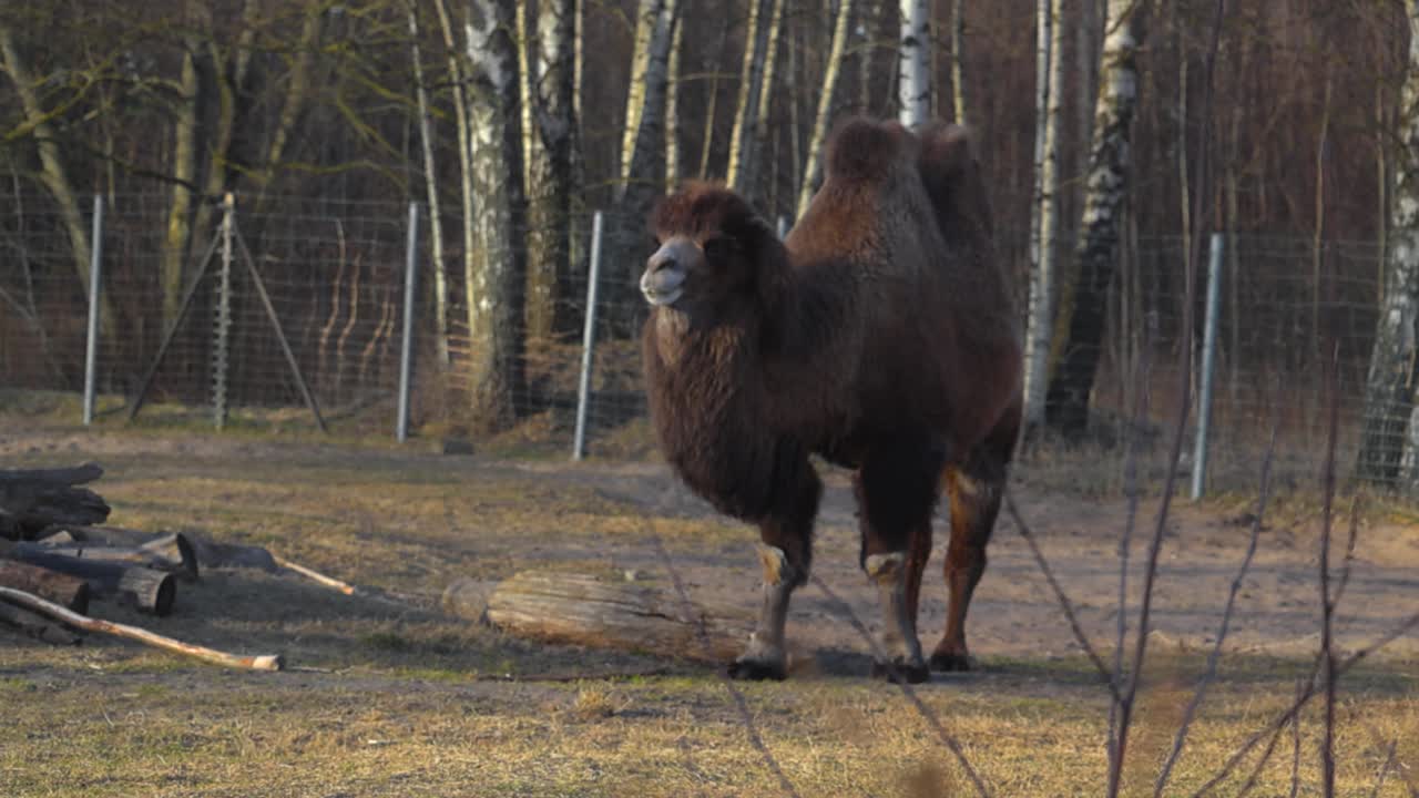 Stunning slow motion, a calm two-humped brown camel stands majestically in Tallinn zoo naturalistic enclosure, smoothly observing the surroundings. Serene furry camel profile, wild animal in captivity