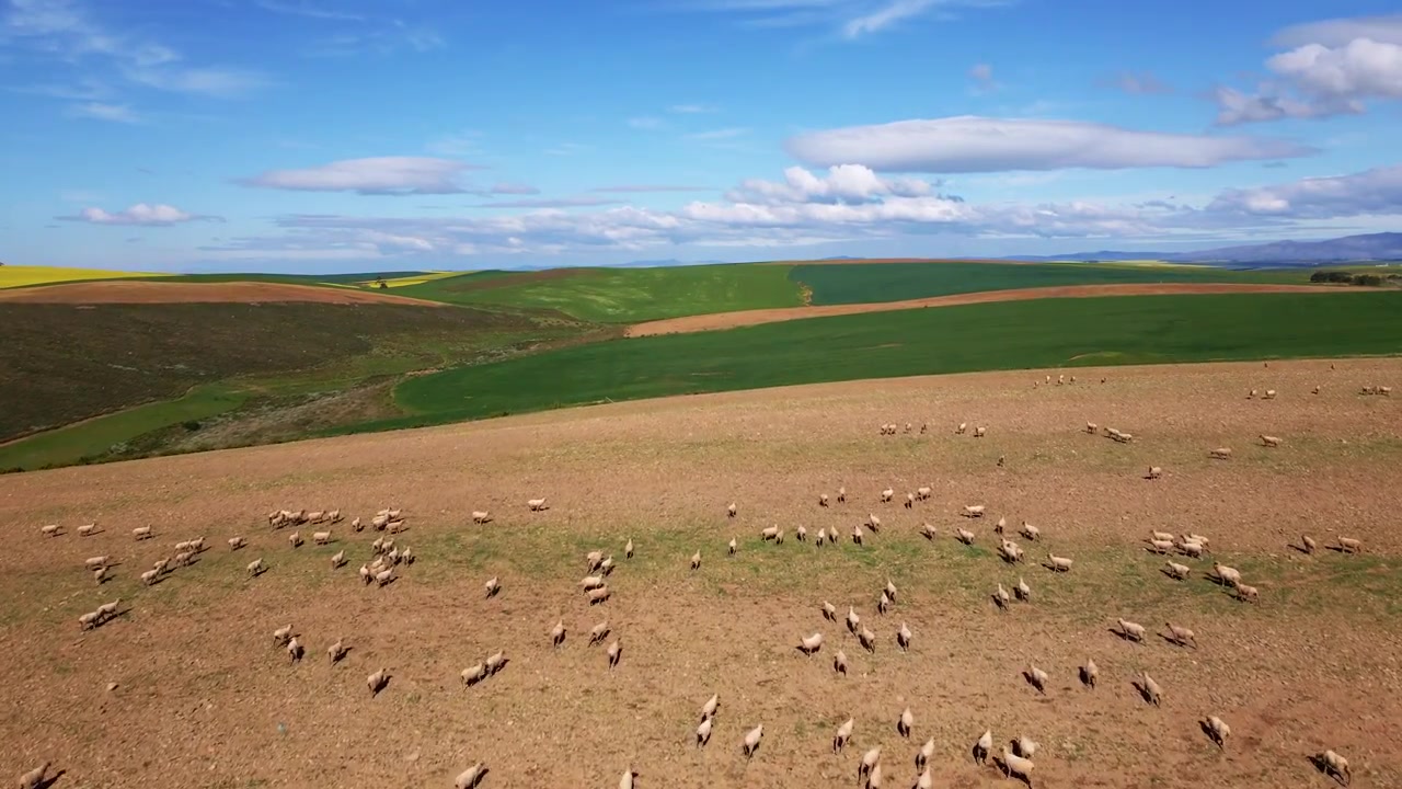 Ripresa con drone di pecore su una collina nelle terre agricole di Overberg, Sudafrica