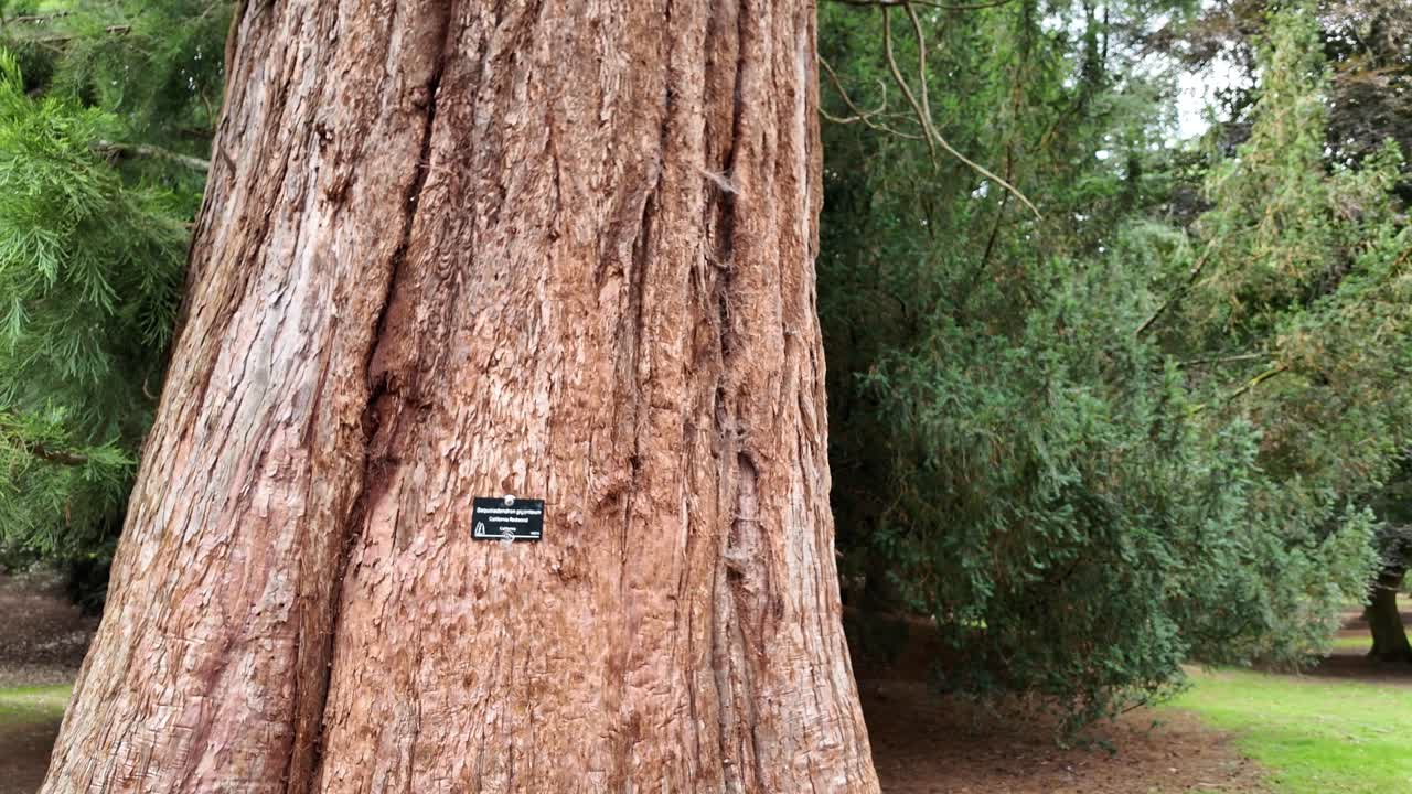 자이언트 세쿼이아 나무