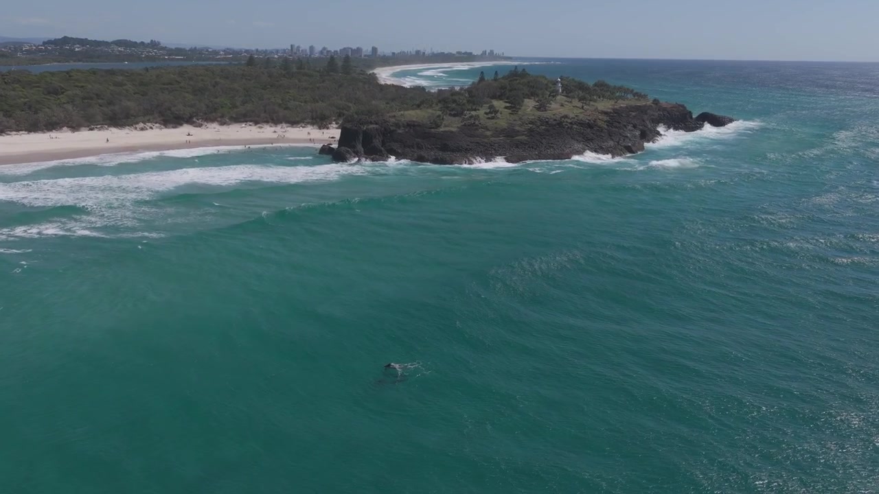 Delfini tursiopi vicino a Fingal Headland nel Nuovo Galles del Sud, Australia. Ripresa con drone.