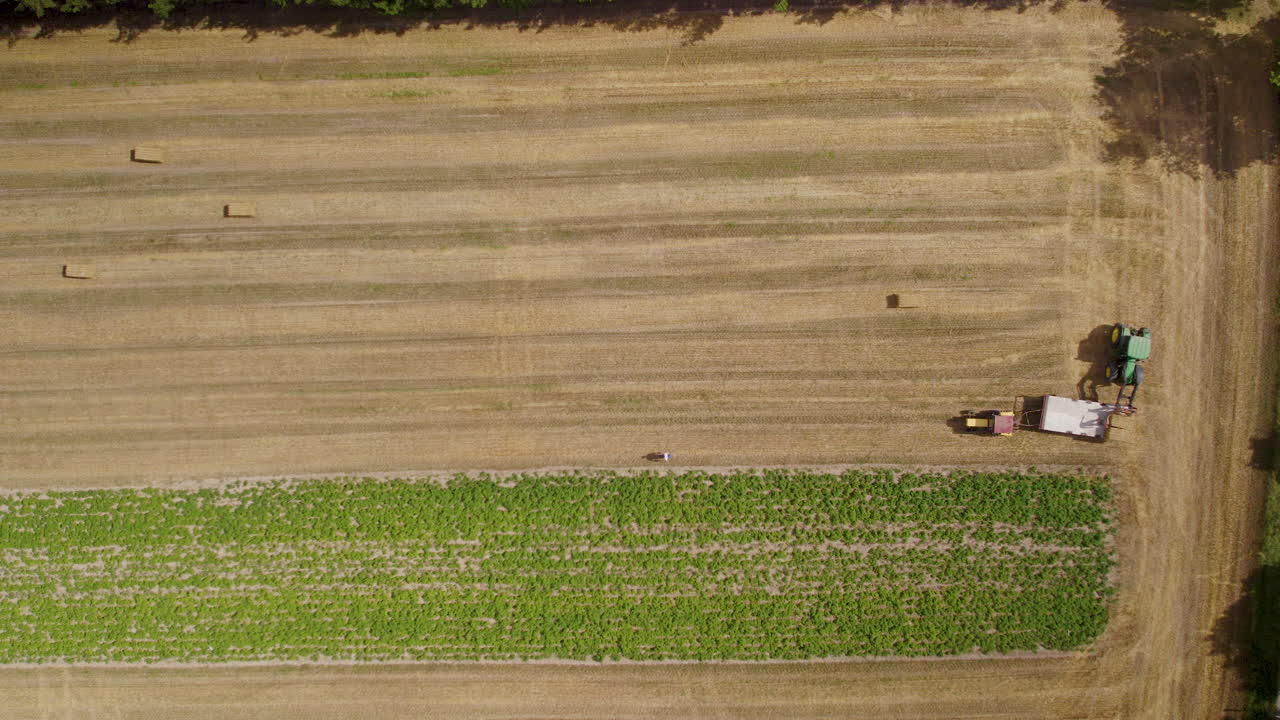 agricultores cosechando pacas de heno con tractores, vista aérea de arriba hacia abajo