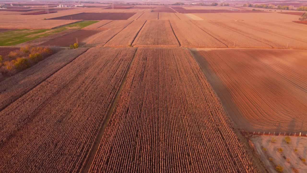 Wheat Fields under sunset , in Greece