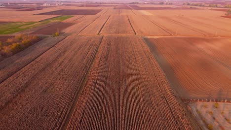 Wheat-Fields-under-sunset-,-in-Greece