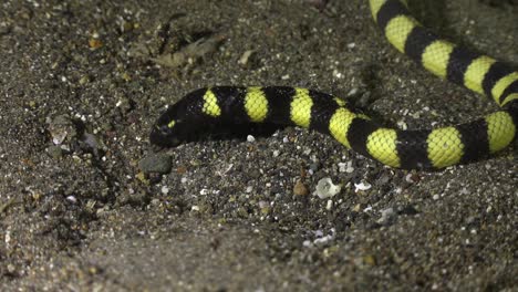 Turtle-headed-sea-snake-digging-in-sand