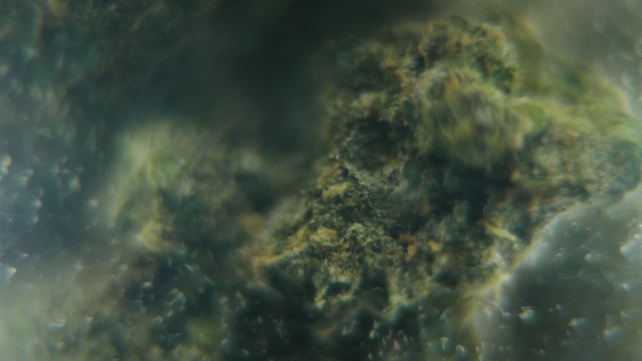 macro girando video suave de una planta de cannabis, cepas híbridas, sativa en un vaso transparente, flor de marihuana de cerca, cámara lenta 120 fps, iluminación de estudio, borrón soñador