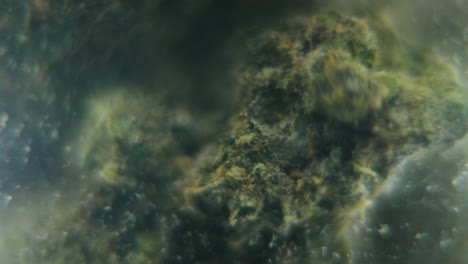 Video-Suave-Giratorio-Macro-De-Una-Planta-De-Cannabis,-Cepas-Híbridas,-Sativa-En-Un-Vidrio-Transparente,-Primer-Plano-De-Flores-De-Marihuana,-Cámara-Lenta-120-Fps,-Iluminación-De-Estudio,-Desenfoque-De-Ensueño