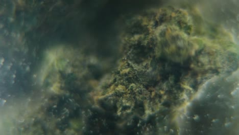 macro girando video suave de una planta de cannabis, cepas híbridas, sativa en un vaso transparente, flor de marihuana de cerca, cámara lenta 120 fps, iluminación de estudio, borrón soñador