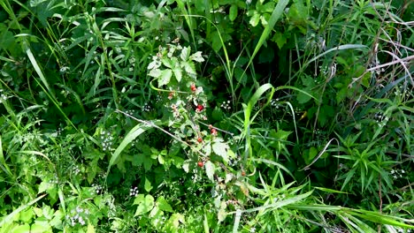 static video of wild dewberries growing in oklahoma