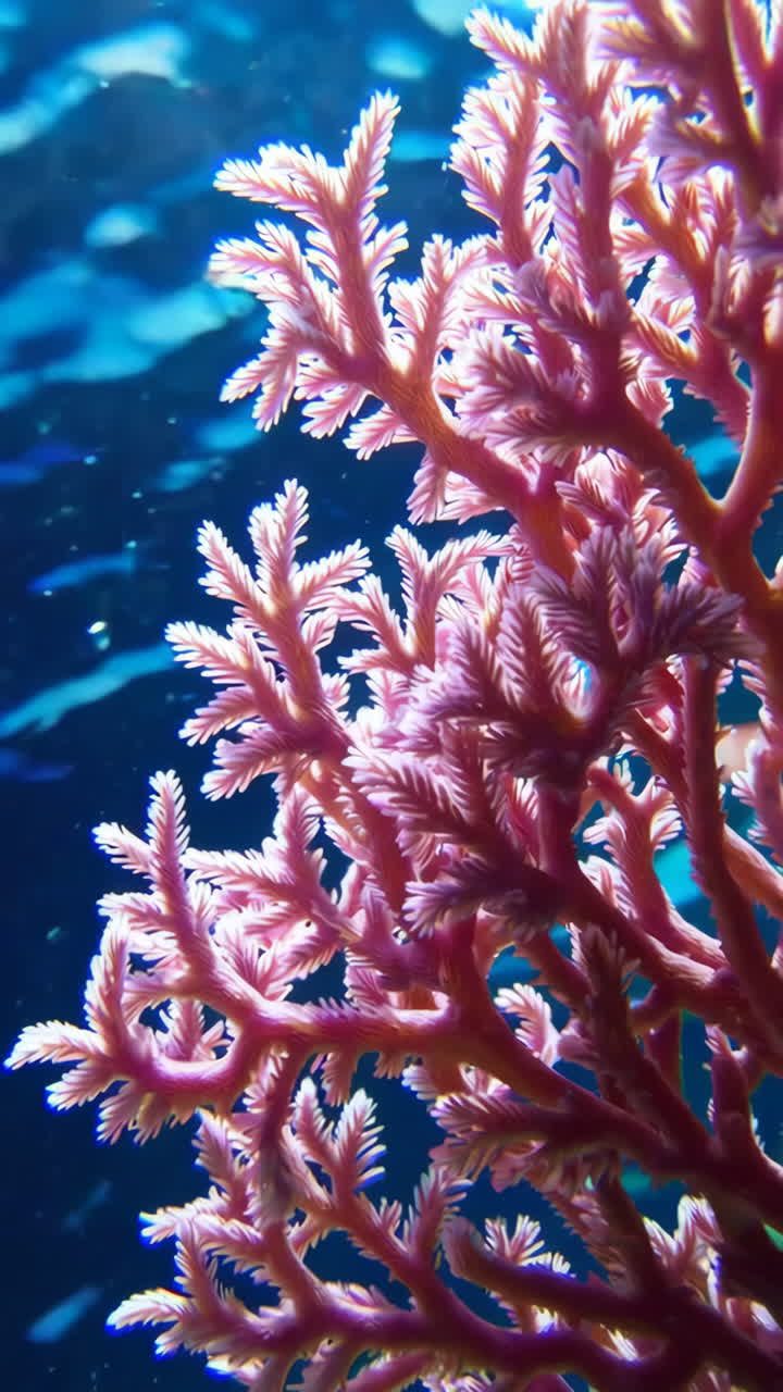 Coral rosado bajo el agua