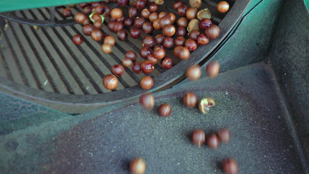 Closeup food processing: Macadamia nut tumbler cracks the shells open