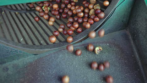 closeup food processing: macadamia nut tumbler cracks the shells open