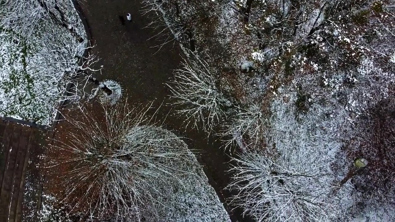 Árvores no parque de inverno