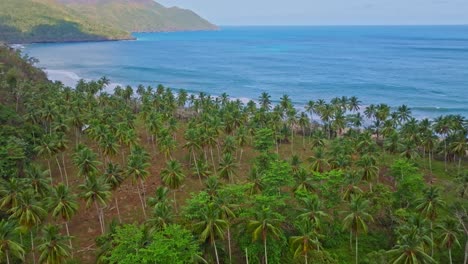 El-Valle-beach-scenery-with-shady-coconut-trees-in-Samana,-Dominican-Republic