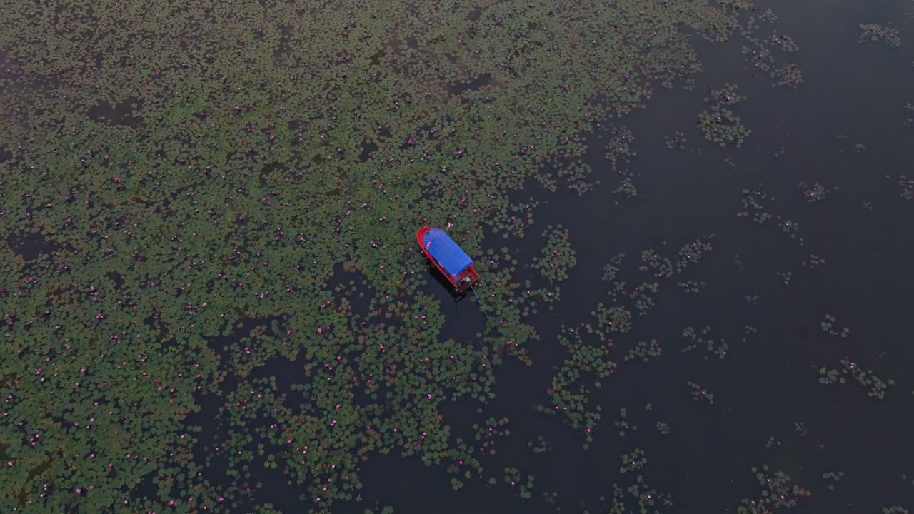 Tranquil water garden of lotus at early light