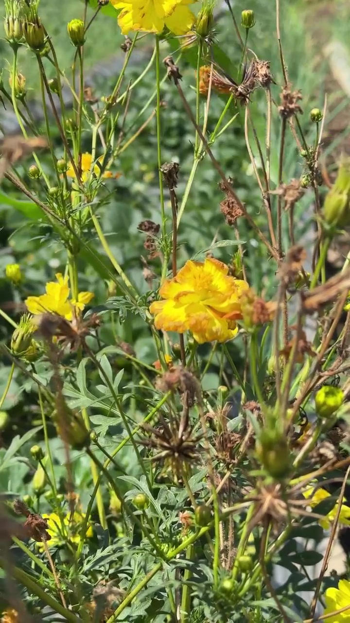 Vibrant Yellow Cosmos Flowers Blooming in a Sunny Garden