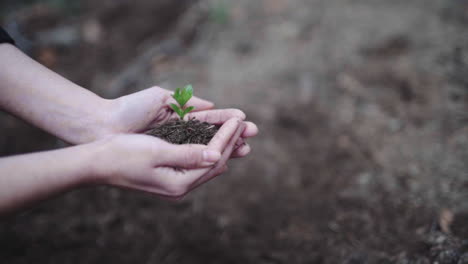 Fueling-earth-with-eco-plant-tree-sampling-closeup