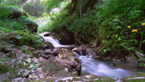 lapso de tiempo de un pequeño arroyo que fluye a través de un bosque de ensueño