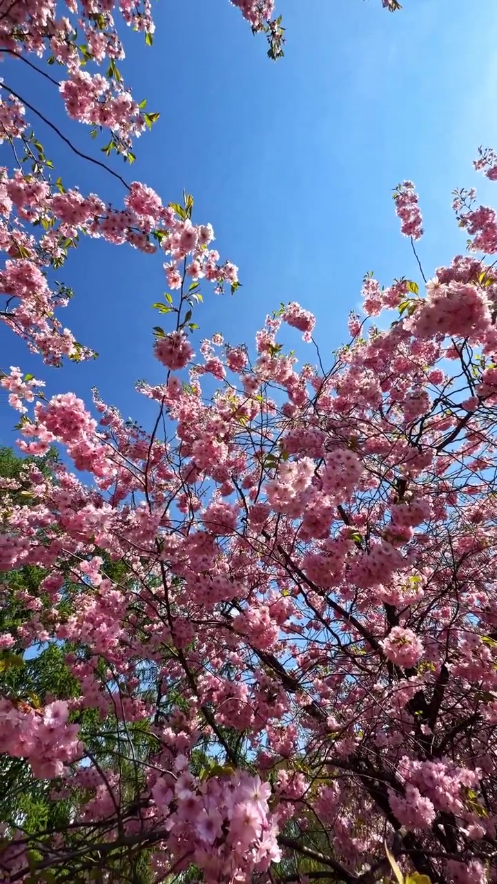 Pink cherry blossom tree against sky backdrop.