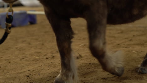 Brown-Pony-runs-and-jumps-over-a-pole-with-an-african-american-girl