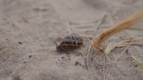 Close-up-of-a-snail-on-sandy-ground,-showcasing-natural-patterns-and-textures-in-nature