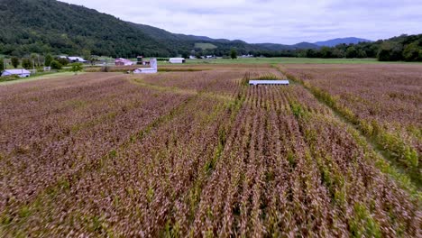 cornfield aerial near mountain city tennessee