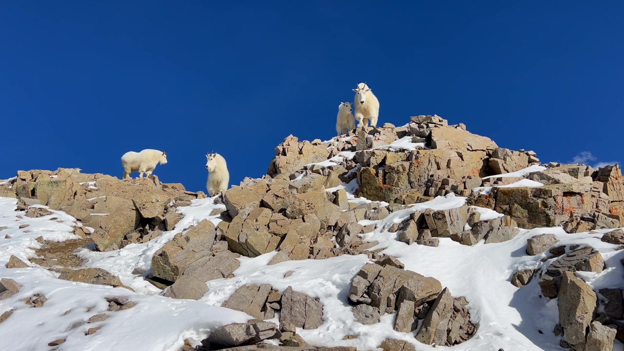 Kalliovuorten vuohet perheineen, poikasineen ja emoineen Coloradossa. Raikas, viileä, kirkas sininen taivas, puhdas ilma, lumihuippuiset huiput, alppimaisemaa, villieläimiä, luontoa. Mount Evans, Bierstadt, Quandary, Elbert, Longs, Pike.