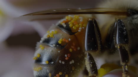 close-up of a bee covered in pollen